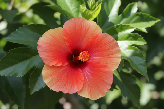 hibiscus